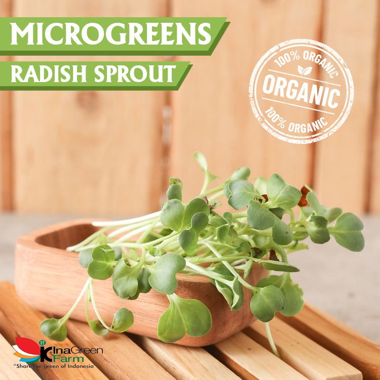 Inagreen Farm Bandung Microgreen Organik Radish Spourt