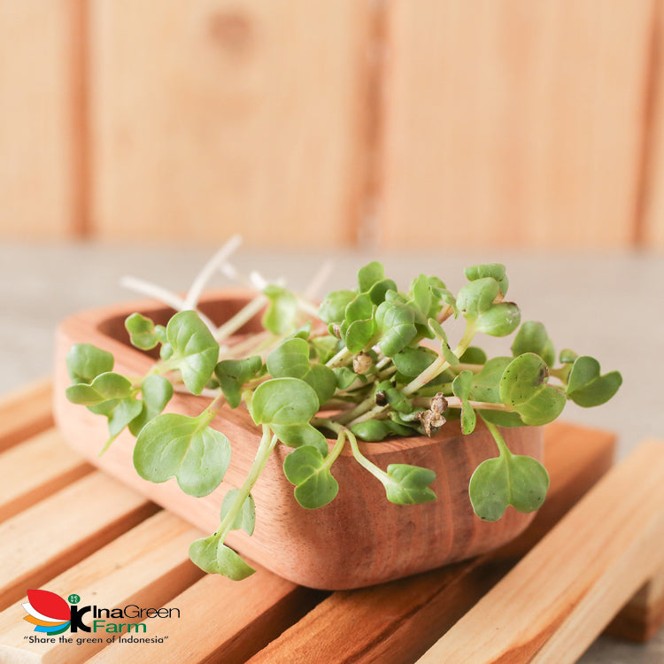 Inagreen Farm Bandung Microgreen Organik Red Radish