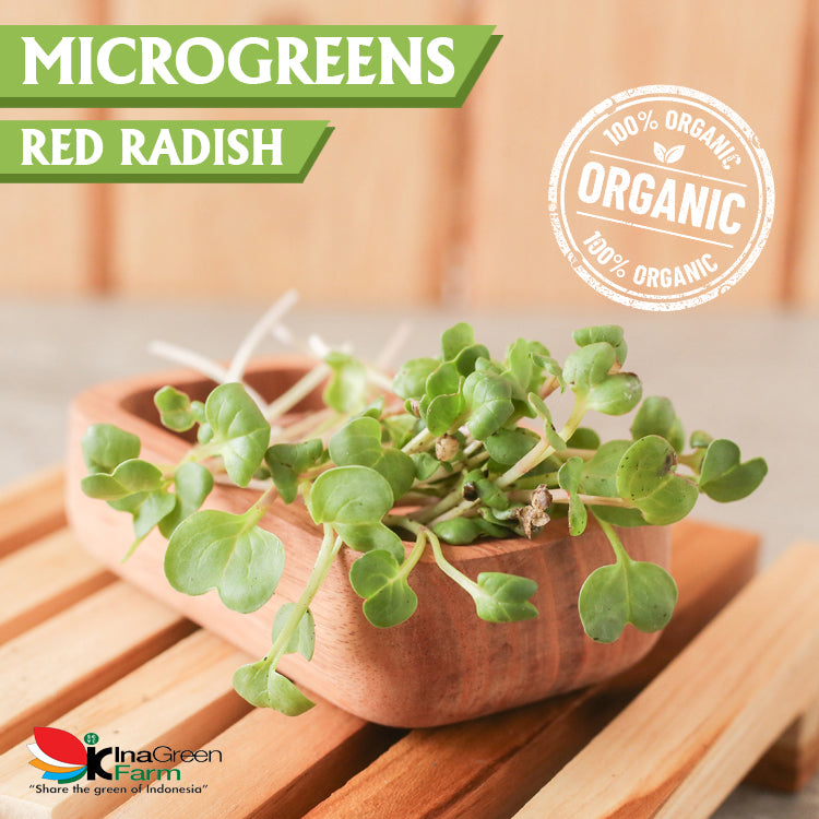 Inagreen Farm Bandung Microgreen Organik Red Radish