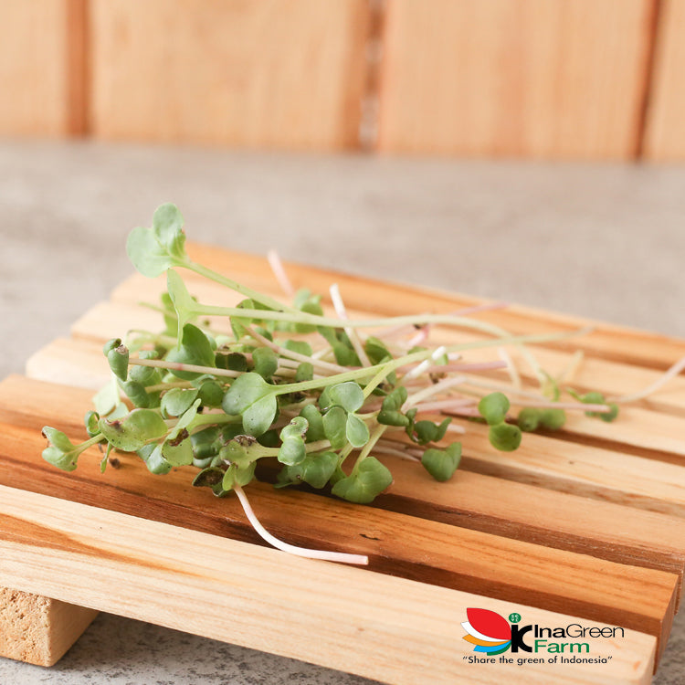 Inagreen Farm Bandung Microgreen Organik Red Radish