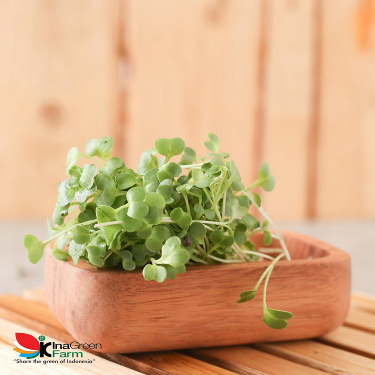 Inagreen Farm Bandung Microgreen Organik Broccoli Sprout