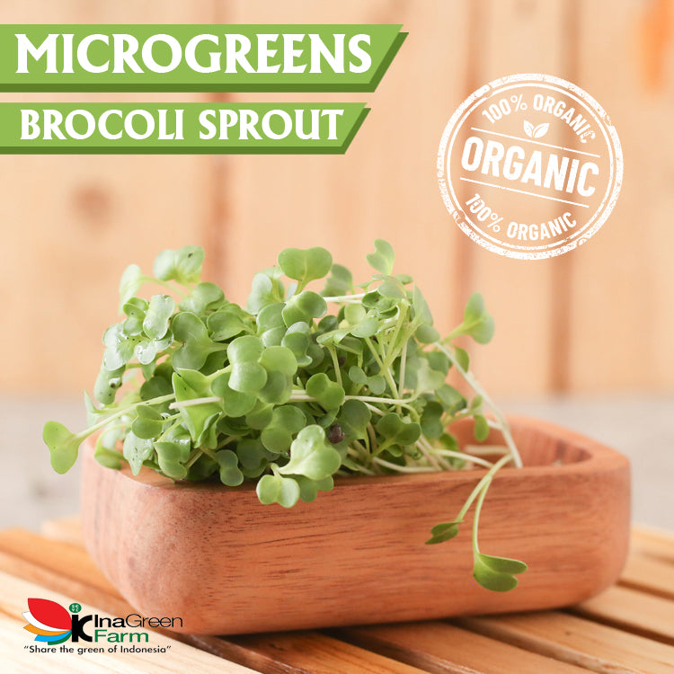 Inagreen Farm Bandung Microgreen Organik Broccoli Sprout