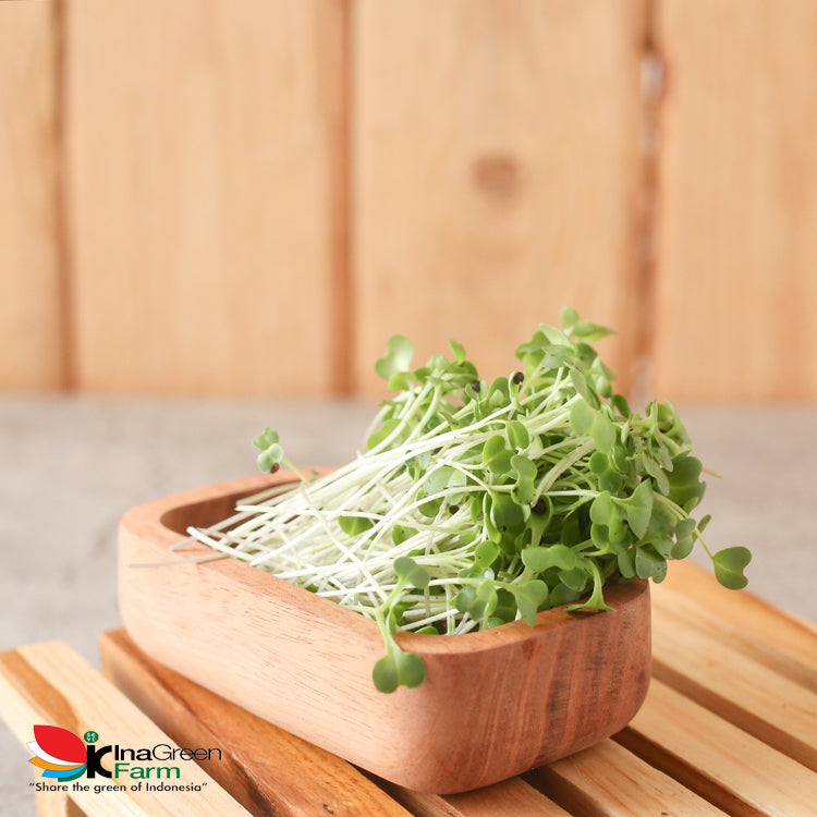 Inagreen Farm Bandung Microgreen Organik Broccoli Sprout