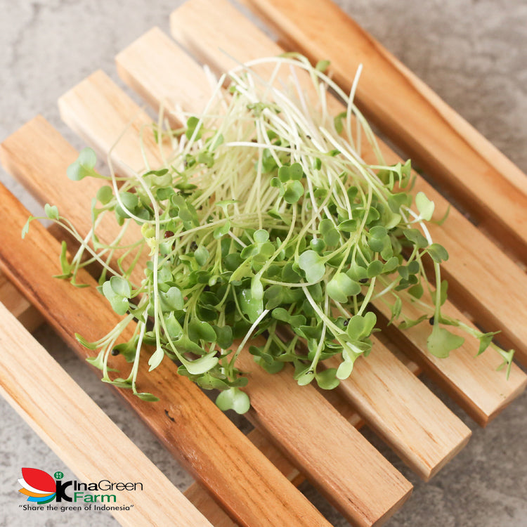 Inagreen Farm Bandung Microgreen Organik Broccoli Sprout