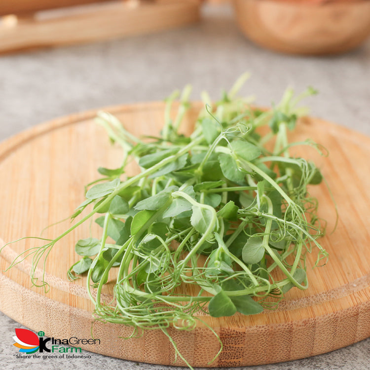 Inagreen Farm Bandung Microgreen Organik Pea Shoot