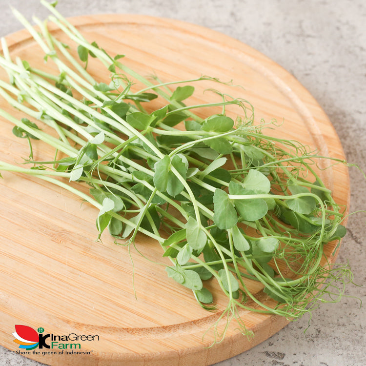 Inagreen Farm Bandung Microgreen Organik Pea Shoot