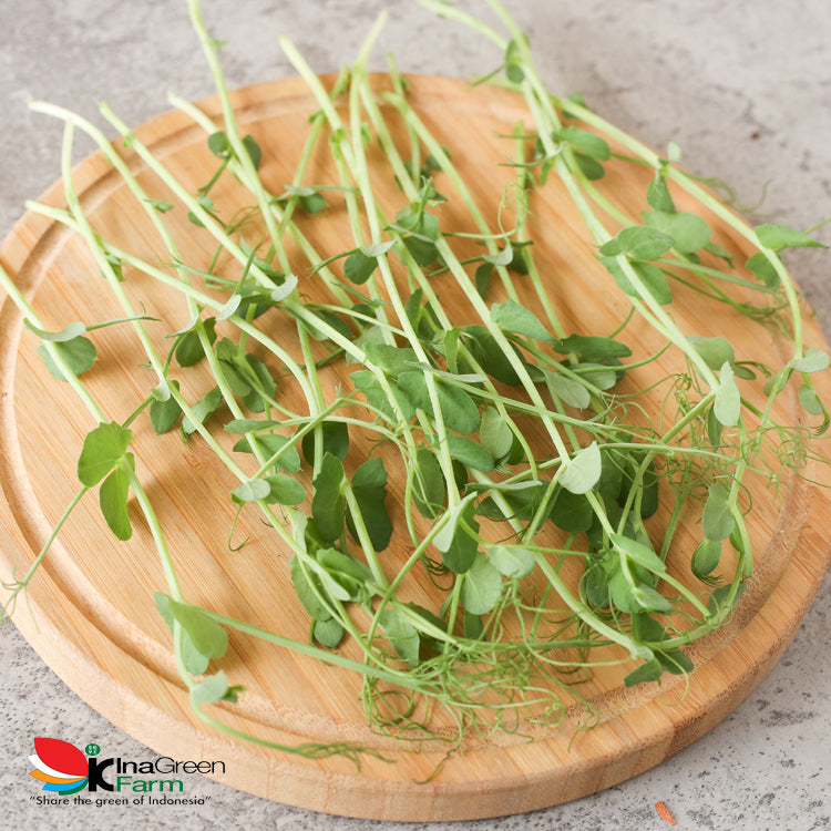 Inagreen Farm Bandung Microgreen Organik Pea Shoot