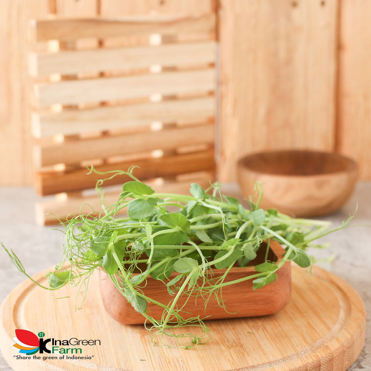 Inagreen Farm Bandung Microgreen Organik Pea Shoot