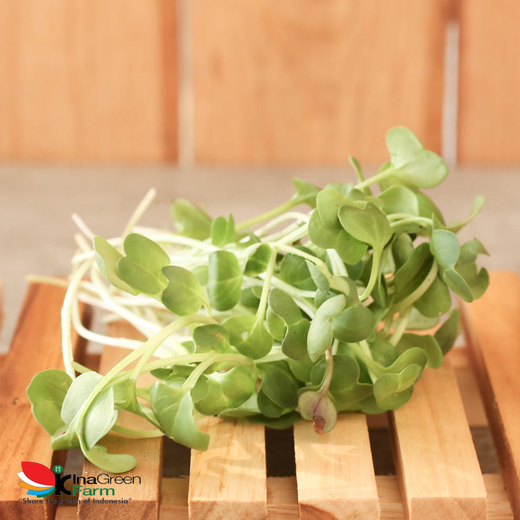 Inagreen Farm Bandung Microgreen Organik White Radish