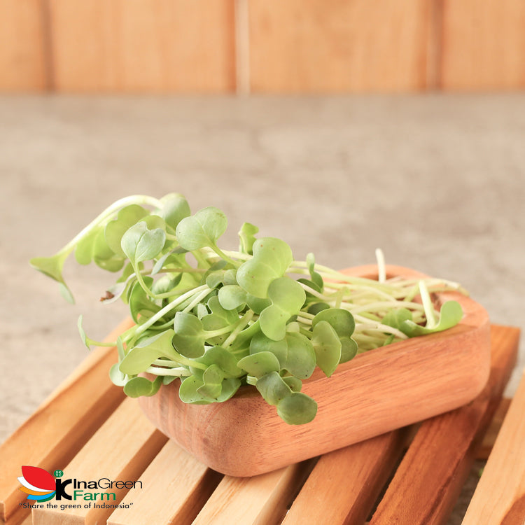 Inagreen Farm Bandung Microgreen Organik White Radish