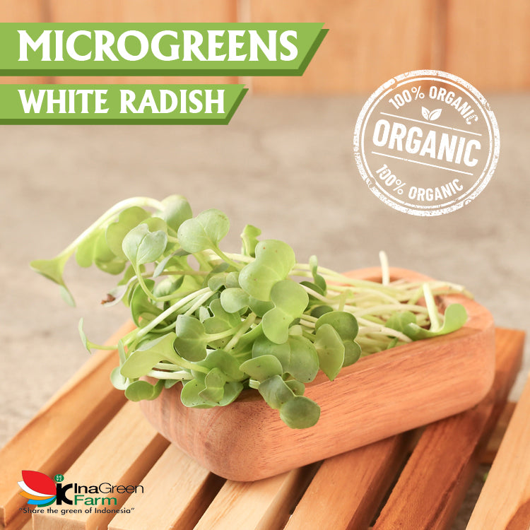 Inagreen Farm Bandung Microgreen Organik White Radish