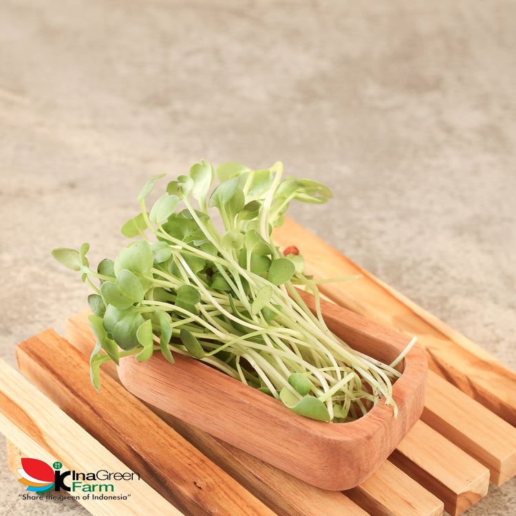 Inagreen Farm Bandung Microgreen Organik White Radish
