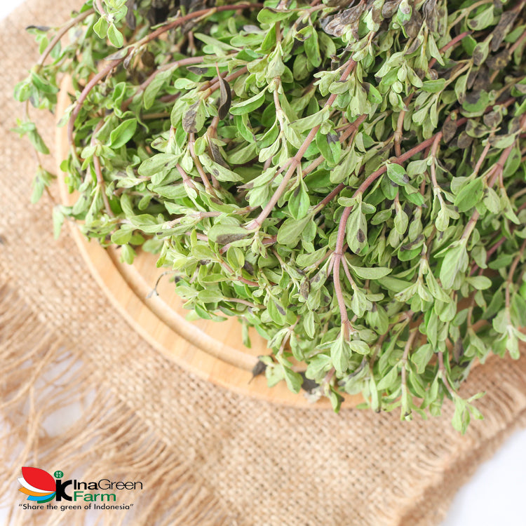 Inagreen Farm Bandung Marjoram Herbs Fresh 50 Gram