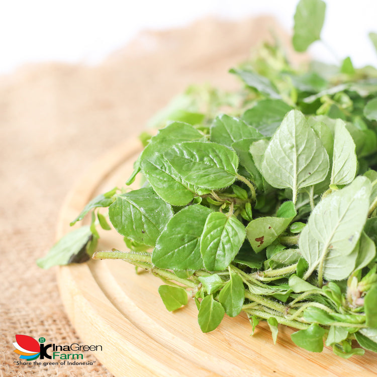 Inagreen Farm Bandung Oregano Fresh 100 Gram