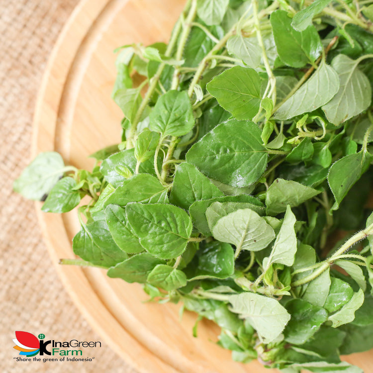 Inagreen Farm Bandung Oregano Fresh 100 Gram