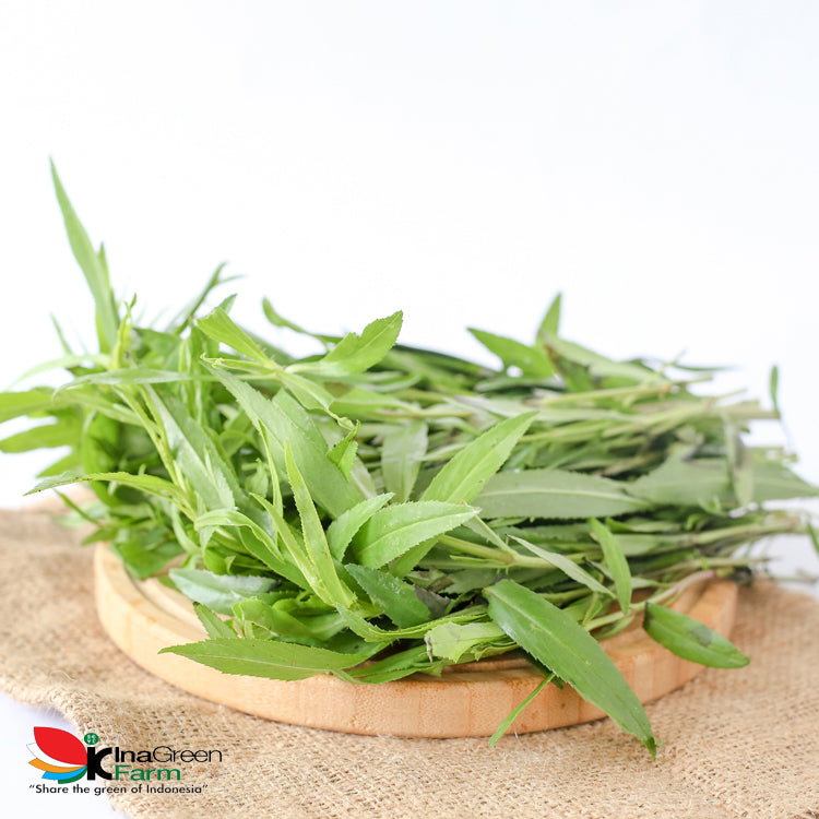 Inagreen Farm Bandung Tarragon Herbs Fresh 50 Gram