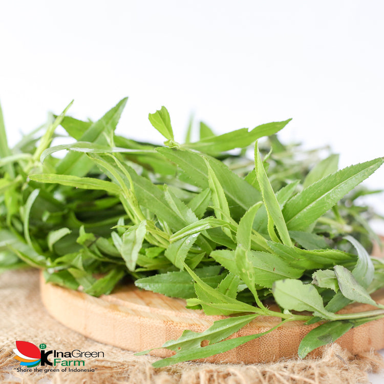 Inagreen Farm Bandung Tarragon Herbs Fresh 50 Gram