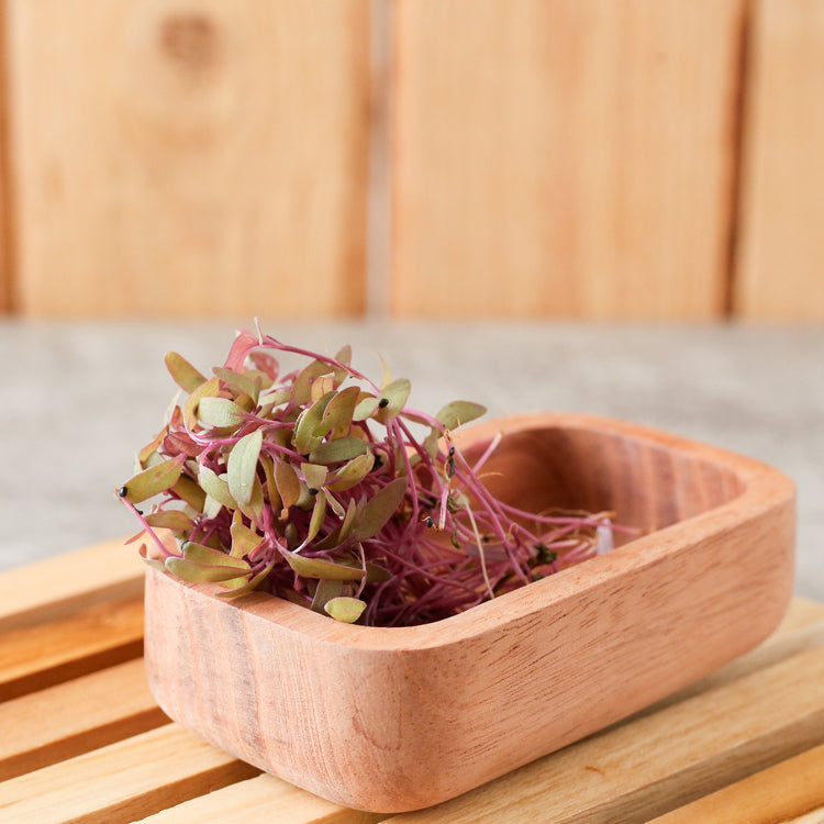 Inagreen Farm Bandung Microgreen Organik Red Amaranth