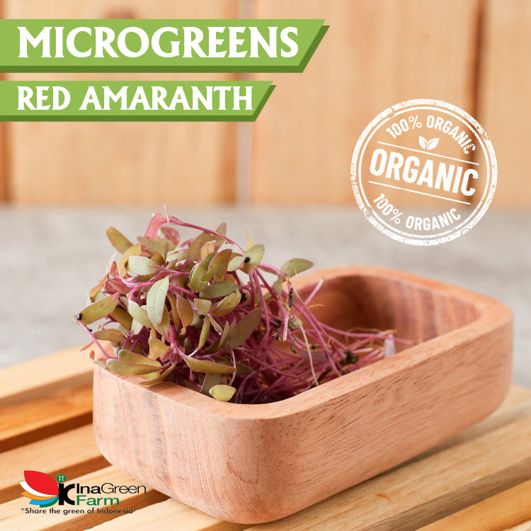 Inagreen Farm Bandung Microgreen Organik Red Amaranth