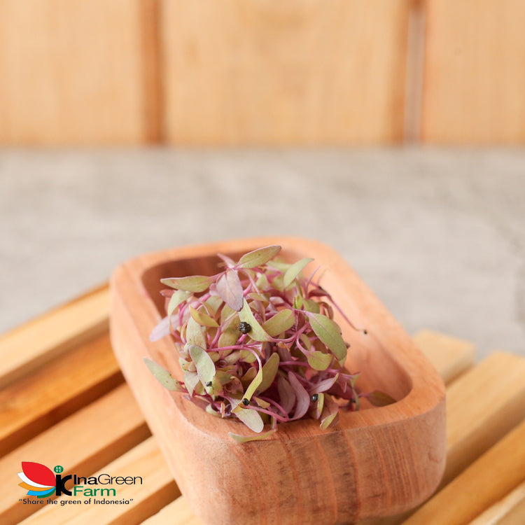 Inagreen Farm Bandung Microgreen Organik Red Amaranth