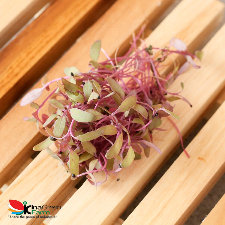 Inagreen Farm Bandung Microgreen Organik Red Amaranth