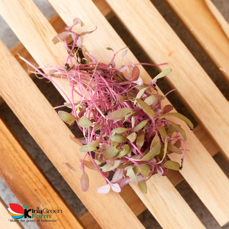 Inagreen Farm Bandung Microgreen Organik Red Amaranth