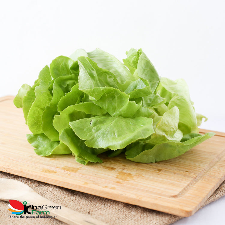 Inagreen Farm Bandung Sayur Butterhead lettuce Organik 250 Gram