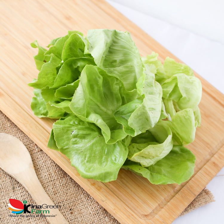 Inagreen Farm Bandung Sayur Butterhead lettuce Organik 250 Gram