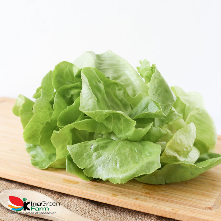 Inagreen Farm Bandung Sayur Butterhead lettuce Organik 250 Gram