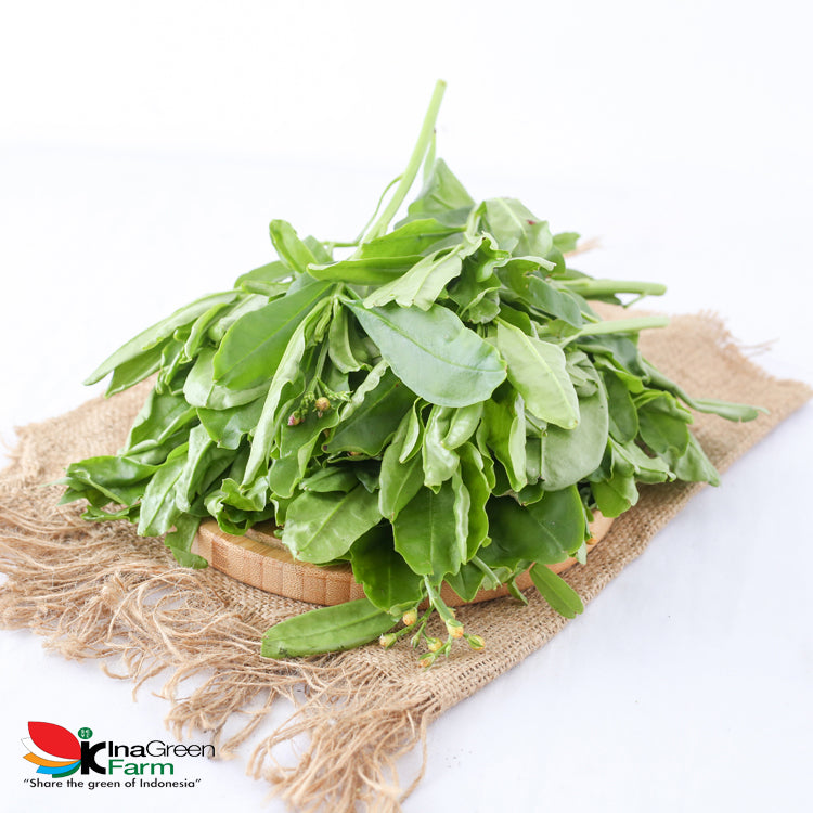 Inagreen Farm Bandung Daun Ginseng Fresh 200 Gram