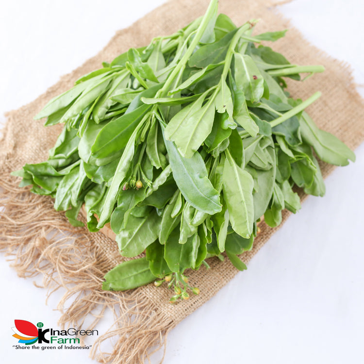 Inagreen Farm Bandung Daun Ginseng Fresh 200 Gram