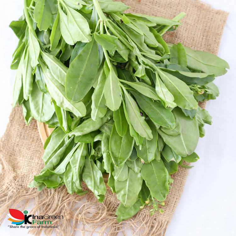 Inagreen Farm Bandung Daun Ginseng Fresh 200 Gram
