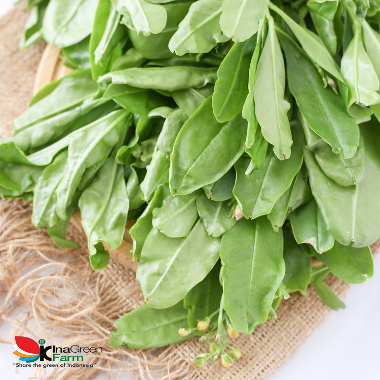 Inagreen Farm Bandung Daun Ginseng Fresh 200 Gram