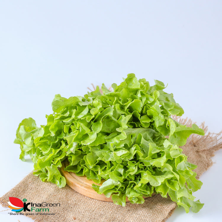 Inagreen Farm Bandung Green Oakleaf Lettuce Organik 250 Gram