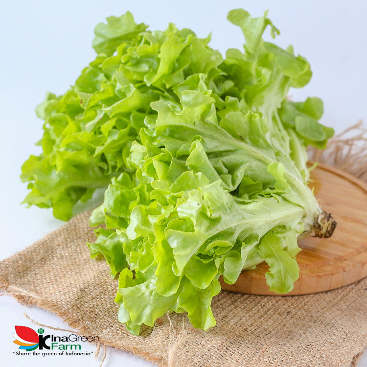 Inagreen Farm Bandung Green Oakleaf Lettuce Organik 250 Gram