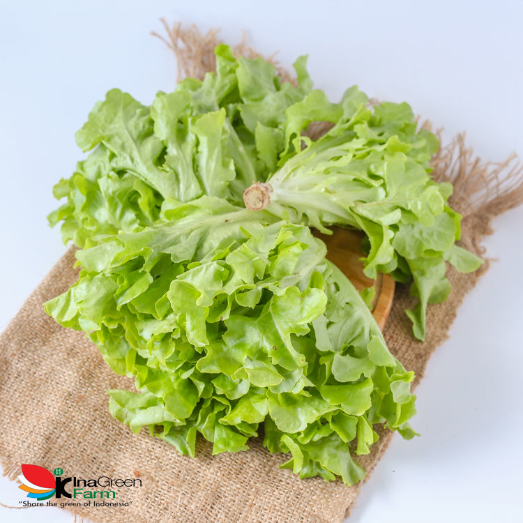 Inagreen Farm Bandung Batavia Lettuce Organik 250 Gram