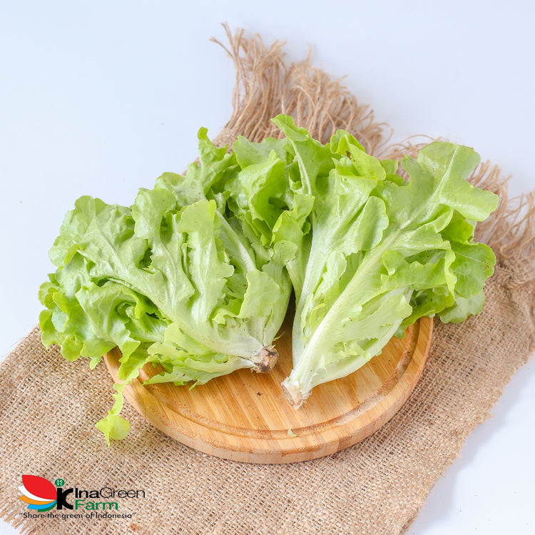 Inagreen Farm Bandung Batavia Lettuce Organik 250 Gram