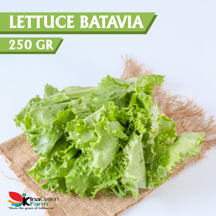 Inagreen Farm Bandung Batavia Lettuce Organik 250 Gram