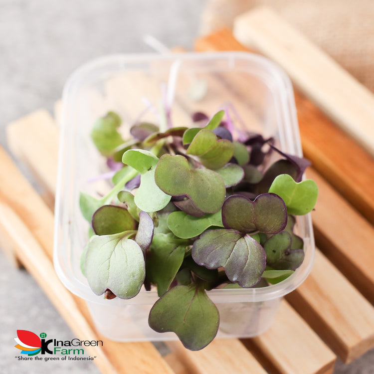 Microgreen Organik Purple Radish Inagreen