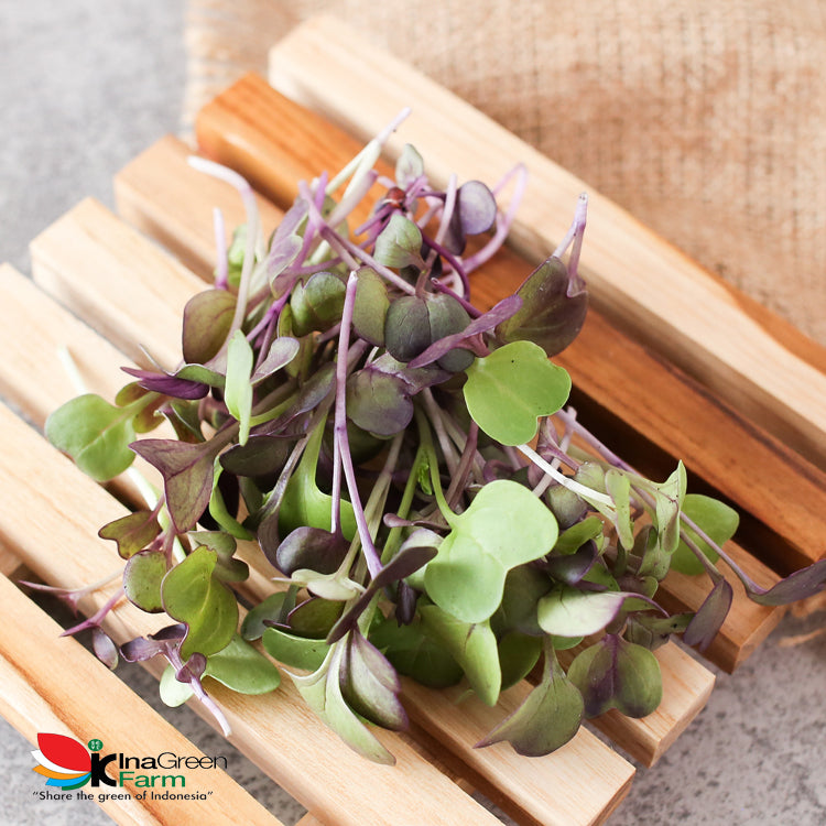 Microgreen Organik Purple Radish Inagreen