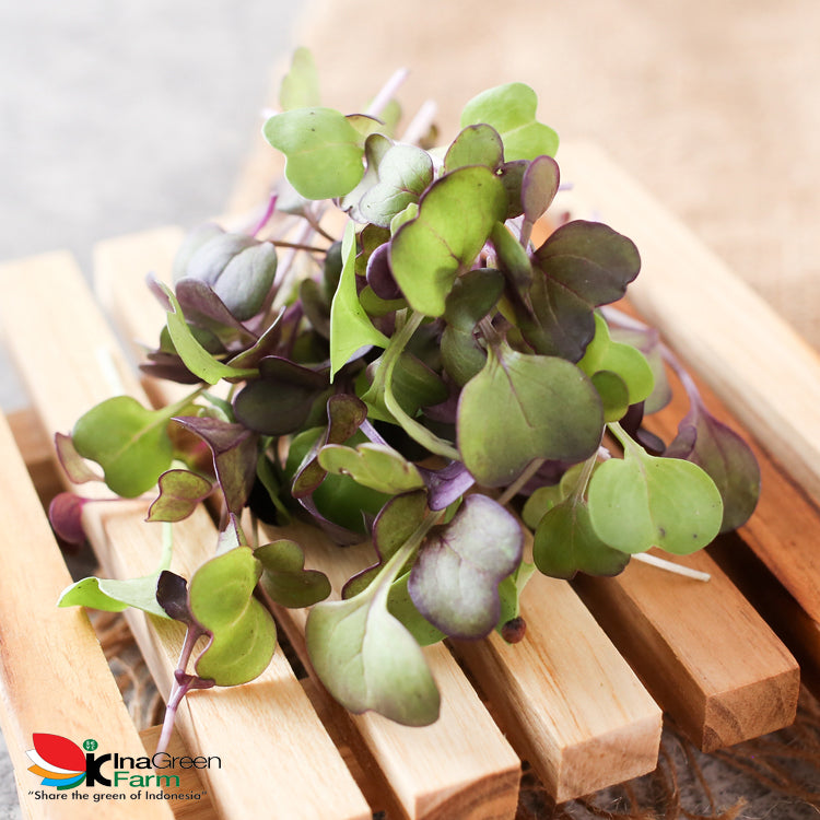 Microgreen Organik Purple Radish Inagreen