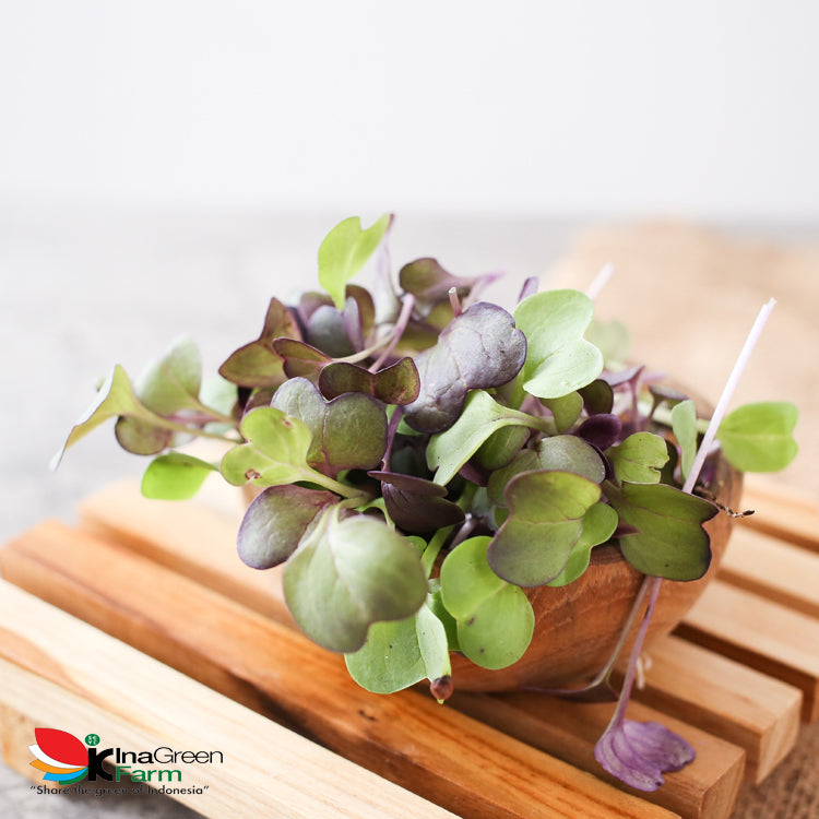 Microgreen Organik Purple Radish Inagreen