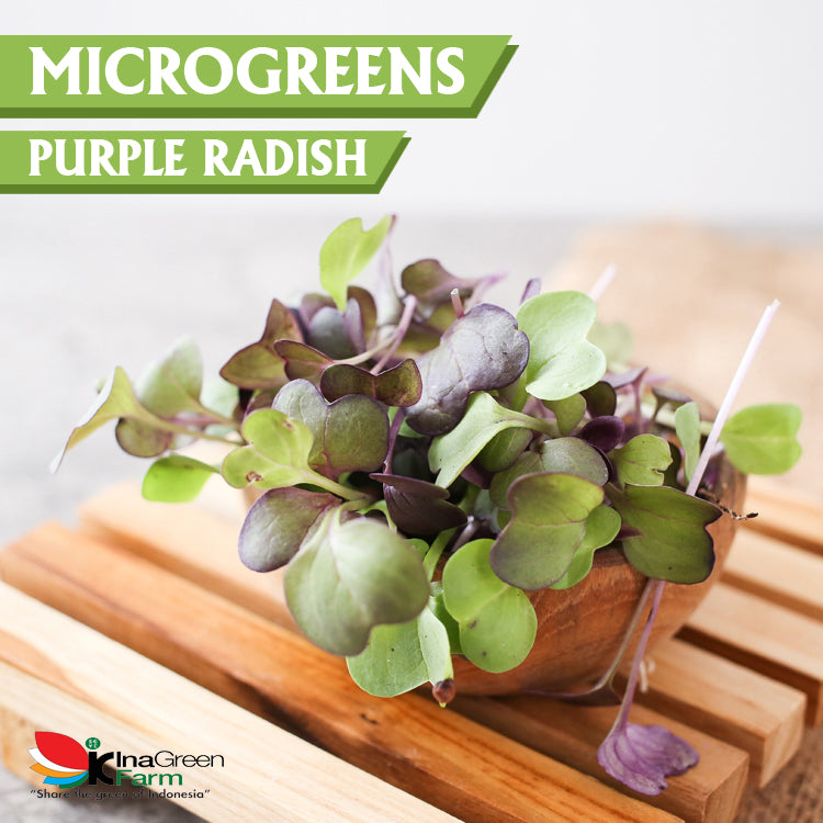 Microgreen Organik Purple Radish Inagreen