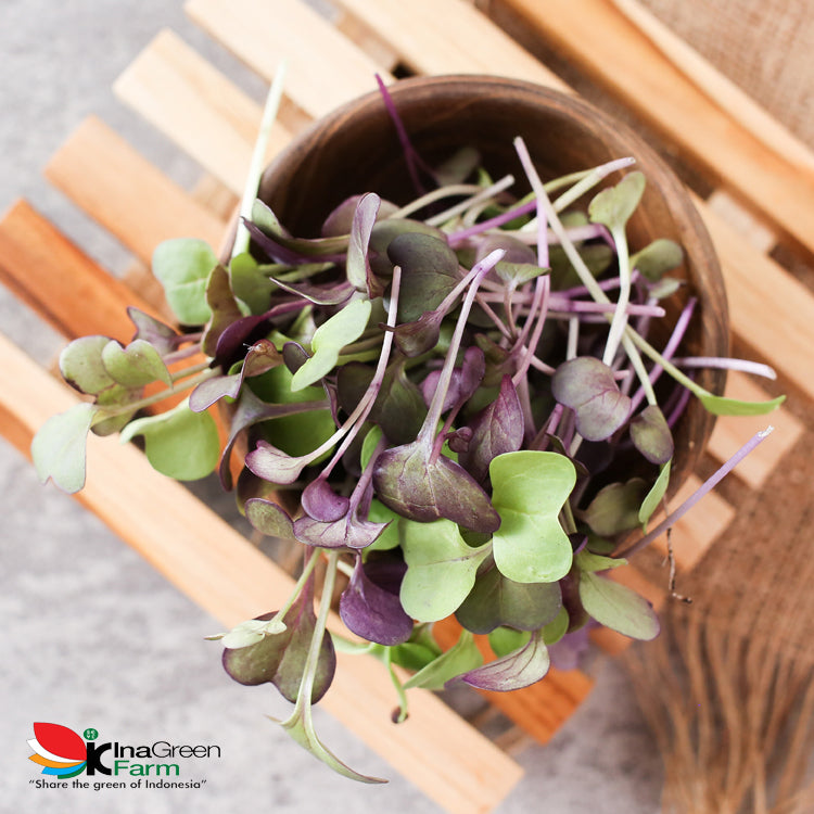 Microgreen Organik Purple Radish Inagreen