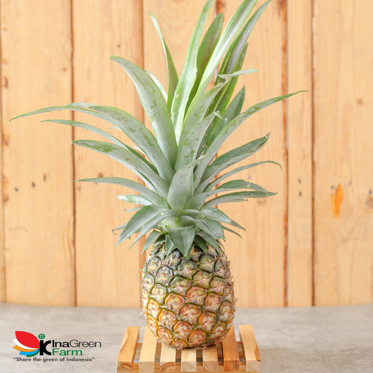 Inagreen Farm Bandung Buah Nanas Madu Subang