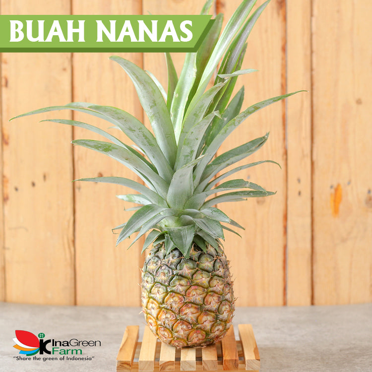 Inagreen Farm Bandung Buah Nanas Madu Subang