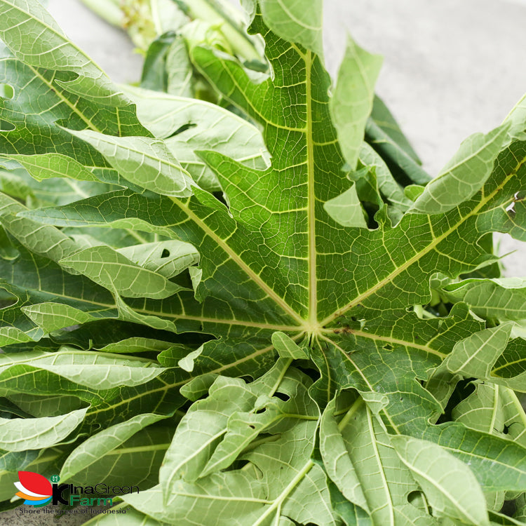 Inagreen Farm Bandung Daun Pepaya Fresh